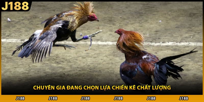 Chuyên gia đang chọn lựa chiến kê chất lượng